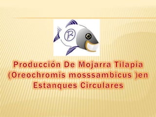 Producción De Mojarra Tilapia (Oreochromis mosssambicus )en Estanques Circulares 