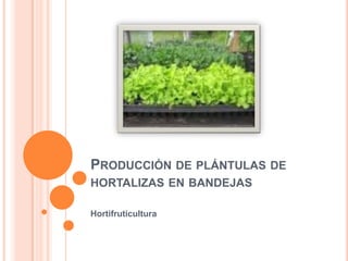 Producción de plántulas de hortalizas en bandejas Hortifruticultura 