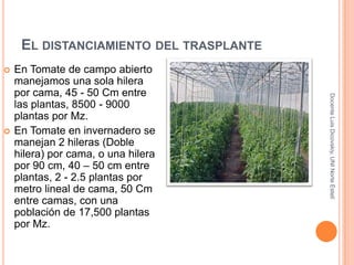 Ej. Área de vivero necesaria para el trasplante de 1000 m2 de un cultivo de tomate:<br />Tamaño de la bandeja: 40 x 70 cm ...
