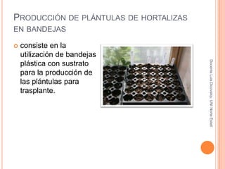 Producción de plántulas de hortalizas en bandejas<br />Docente Luis Dicovskiy, UNI Norte Estelí<br />consiste en la utiliz...