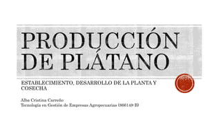 ESTABLECIMIENTO, DESARROLLO DE LA PLANTA Y
COSECHA
Alba Cristina Carreño
Tecnología en Gestión de Empresas Agropecuarias (866148-B)
 