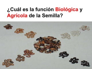 ¿Cuál es la función Biológica y
Agrícola de la Semilla?
 
