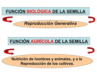 FUNCIÓN BIOLÓGICA DE LA SEMILLA
.
Reproducción Generativa
FUNCIÓN AGRÍCOLA DE LA SEMILLA
Nutrición de hombres y animales, y a la
Reproducción de los cultivos.
 