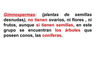 Gimnospermas: (plantas de semillas
desnudas), no tienen ovarios, ni flores , ni
frutos, aunque si tienen semillas, en este
grupo se encuentran los árboles que
poseen conos, las coníferas.
 