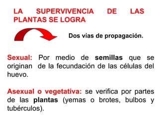 LA SUPERVIVENCIA DE LAS
PLANTAS SE LOGRA
Dos vías de propagación.
Sexual: Por medio de semillas que se
originan de la fecundación de las células del
huevo.
Asexual o vegetativa: se verifica por partes
de las plantas (yemas o brotes, bulbos y
tubérculos).
 