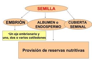 SEMILLA
EMBRIÓN
•Un eje embrionario y
uno, dos o varios cotiledones
ALBUMEN o
ENDOSPERMO
Provisión de reservas nutritivas
CUBIERTA
SEMINAL
 