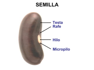 SEMILLA
Testa
Rafe
Hilo
Micropilo
 