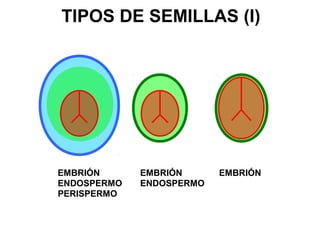 TIPOS DE SEMILLAS (I)
EMBRIÓN
ENDOSPERMO
EMBRIÓNEMBRIÓN
ENDOSPERMO
PERISPERMO
 