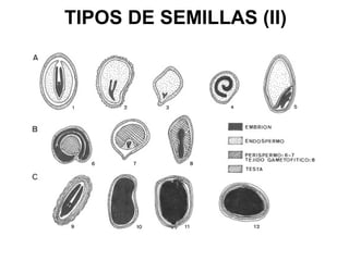 TIPOS DE SEMILLAS (II)
 