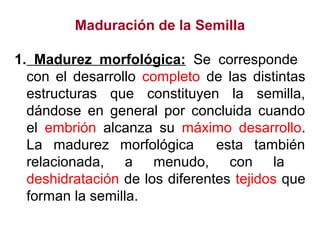 Maduración de la Semilla
1. Madurez morfológica: Se corresponde
con el desarrollo completo de las distintas
estructuras que constituyen la semilla,
dándose en general por concluida cuando
el embrión alcanza su máximo desarrollo.
La madurez morfológica esta también
relacionada, a menudo, con la
deshidratación de los diferentes tejidos que
forman la semilla.
 