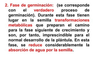2. Fase de germinación: (se corresponde
con el verdadero proceso de
germinación). Durante esta fase tienen
lugar en la semilla transformaciones
metabólicas que preparan el camino
para la fase siguiente de crecimiento y
son, por tanto, imprescindible para el
normal desarrollo de la plántula. En esta
fase, se reduce considerablemente la
absorción de agua por la semilla.
 