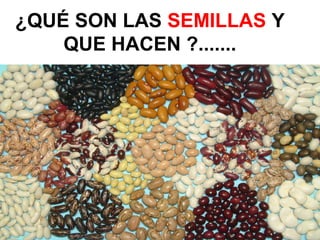 ¿QUÉ SON LAS SEMILLAS Y
QUE HACEN ?.......
 