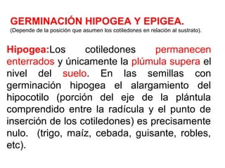 Hipogea:Los cotiledones permanecen
enterrados y únicamente la plúmula supera el
nivel del suelo. En las semillas con
germinación hipogea el alargamiento del
hipocotilo (porción del eje de la plántula
comprendido entre la radícula y el punto de
inserción de los cotiledones) es precisamente
nulo. (trigo, maíz, cebada, guisante, robles,
etc).
GERMINACIÓN HIPOGEA Y EPIGEA.
(Depende de la posición que asumen los cotiledones en relación al sustrato).
 