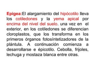 Epigea:El alargamiento del hipócotilo lleva
los cotiledones y la yema apical por
encima del nivel del suelo. una vez en el
exterior, en los cotiledones se diferencian
cloroplastos, que los transforma en los
primeros órganos fotosíntetizadores de la
plántula. A continuación comienza a
desarrollarse e épicotilo. Cebolla, frijoles,
lechuga y mostaza blanca entre otras.
 