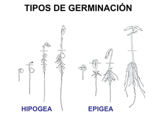TIPOS DE GERMINACIÓN
HIPOGEA EPIGEA
 