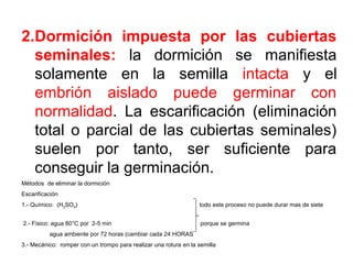 2.Dormición impuesta por las cubiertas
seminales: la dormición se manifiesta
solamente en la semilla intacta y el
embrión aislado puede germinar con
normalidad. La escarificación (eliminación
total o parcial de las cubiertas seminales)
suelen por tanto, ser suficiente para
conseguir la germinación.
Métodos de eliminar la dormición
Escarificación
1.- Químico: (H2SO4) todo este proceso no puede durar mas de siete
2.- Físico: agua 80°C por 2-5 min porque se germina
agua ambiente por 72 horas (cambiar cada 24 HORAS
3.- Mecánico: romper con un trompo para realizar una rotura en la semilla
 
