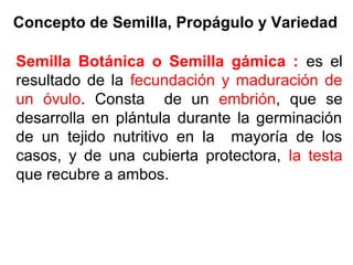 Concepto de Semilla, Propágulo y Variedad
Semilla Botánica o Semilla gámica : es el
resultado de la fecundación y maduración de
un óvulo. Consta de un embrión, que se
desarrolla en plántula durante la germinación
de un tejido nutritivo en la mayoría de los
casos, y de una cubierta protectora, la testa
que recubre a ambos.
 