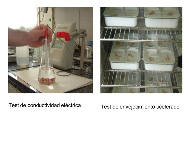 Producción de semilla