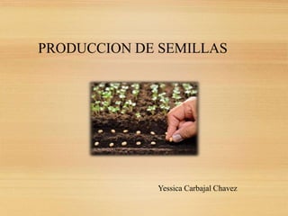 PRODUCCION DE SEMILLAS
Yessica Carbajal Chavez
 