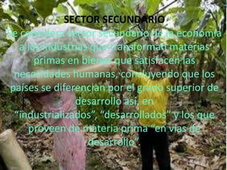 SECTOR SECUNDARIO
Se considera sector secundario de la economía
   a las industrias que transforman materias
       primas en bienes que satisfacen las
  necesidades humanas, concluyendo que los
 países se diferencian por el grado superior de
                desarrollo así, en
  “industrializados”, “desarrollados” y los que
     proveen de materia prima “en vías de
                   desarrollo”.
 