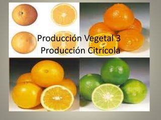 Producción Vegetal 3 
Producción Citrícola 
 