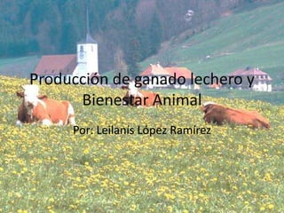 Producción de ganado lechero y
      Bienestar Animal
     Por: Leilanís López Ramírez
 