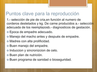 Puntos clave para la reproducción
1.- selección de pie de cria,en función al numero de
corderos destetados y kg. De carne producidos a.- selección
adecuada de los reemplazosb.- diagnosticos de gestación.
 Epoca de empadre adecuado.
 Manejo del macho antes y después de empadre.
 Madres con alta prolificidad.
 Buen manejo del empadre.
 Induccion y sincronizcion de celo.
 Buen plan de nutrición.
 Buen programa de sanidad o bioseguridad.
 