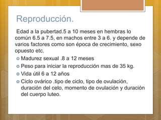 Reproducción.
Edad a la pubertad.5 a 10 meses en hembras lo
común 6.5 a 7.5, en machos entre 3 a 6. y depende de
varios factores como son época de crecimiento, sexo
opuesto etc.
 Madurez sexual .8 a 12 meses
 Peso para iniciar la reproducción mas de 35 kg.
 Vida útil 6 a 12 años
 Ciclo ovárico .tipo de ciclo, tipo de ovulación,
duración del celo, momento de ovulación y duración
del cuerpo luteo.
 