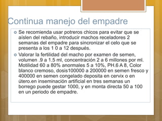 Continua manejo del empadre
 Se recomienda usar potreros chicos para evitar que se
aíslen del rebaño, introducir machos receladores 2
semanas del empadre para sincronizar el celo que se
presenta a los 1 0 a 12 después.
 Valorar la fertilidad del macho por examen de semen,
volumen .9 a 1.5 ml, concentración 2 a 6 millones por ml.
Motilidad 60 a 80% anormales 5 a 10%, PH.6 A 8, Color
blanco cremoso, dosis100000 a 200000 en semen fresco y
400000 en semen congelado deposita en cervix o en
útero.en inseminación artificial en tres semanas un
borrego puede gestar 1000, y en monta directa 50 a 100
en un periodo de empadre.
 