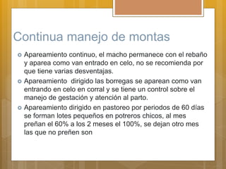 Continua manejo de montas
 Apareamiento continuo, el macho permanece con el rebaño
y aparea como van entrado en celo, no se recomienda por
que tiene varias desventajas.
 Apareamiento dirigido las borregas se aparean como van
entrando en celo en corral y se tiene un control sobre el
manejo de gestación y atención al parto.
 Apareamiento dirigido en pastoreo por periodos de 60 días
se forman lotes pequeños en potreros chicos, al mes
preñan el 60% a los 2 meses el 100%, se dejan otro mes
las que no preñen son
 
