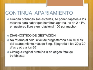 CONTINUA APARIAMIENTO
 Quedan preñadas son estériles, se ponen tapetes a los
machos para saber que hembras aparea es de 2 a4%
en pastoreo libre y en rotacional 100 por macho.
 DIAGNOSTICO DE GESTACION
 No retorno al celo, nivel de progesterona a lo 16 días
del apareamiento mas de 5 ng, Ecografía a los 20 a 30
días y otra a los 60
 Citología vaginal proteína B de origen fetal de
trofoblasto.
 