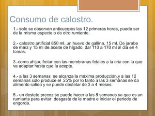 Consumo de calostro.
1.- solo se obsorven anticuerpos las 12 primeras horas, puede ser
de la misma especie o de otro rumiente.
2.- calostro artificial 850 ml.,un huevo de gallina, 15 ml. De jarabe
de maíz y 15 ml de aceite de hígado, dar 110 a 170 ml al dia en 4
tomas.
3.-como ahijar, frotar con las membranas fetales a la cria con la que
va adaptar hasta que la acepte.
4.- a las 3 semanas se alcanza la máxima producción.y a las 12
semanas solo produce el 25% por lo tanto a las 3 semanas se da
alimento solido y se puede destetar de 3 a 4 meses.
5.- un destete precoz se puede hacer a las 8 semanas ya que es un
rumiante para evitar desgaste de la madre e iniciar el periodo de
engorda.
 