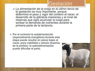 Gestación
 La alimentación de la oveja en el ultimo tercio de
la gestación es muy importante, porque
determina el peso y vigor del cordero al nacer, el
desarrollo de la glándula mamarias y el nivel de
reservas que ogra acumular la oveja para
sortear la demanda de nutrientes durante la
primera parte de la lactancia.
 Por el contrario la subalimentación
(especialmente energética) durante esta
etapa puede resultar en pesos bajos al
nacer, poca viabilidad y cetosis (toxemia
de la preñez): la sobrealimentación
puede dificultar el parto.
 