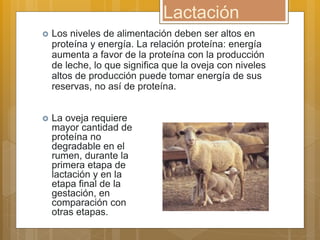 Lactación
 Los niveles de alimentación deben ser altos en
proteína y energía. La relación proteína: energía
aumenta a favor de la proteína con la producción
de leche, lo que significa que la oveja con niveles
altos de producción puede tomar energía de sus
reservas, no así de proteína.
 La oveja requiere
mayor cantidad de
proteína no
degradable en el
rumen, durante la
primera etapa de
lactación y en la
etapa final de la
gestación, en
comparación con
otras etapas.
 