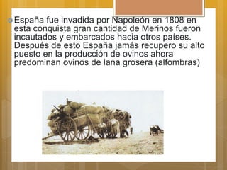 España fue invadida por Napoleón en 1808 en
esta conquista gran cantidad de Merinos fueron
incautados y embarcados hacia otros países.
Después de esto España jamás recupero su alto
puesto en la producción de ovinos ahora
predominan ovinos de lana grosera (alfombras)
 