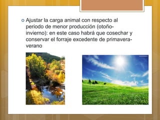  Ajustar la carga animal con respecto al
periodo de menor producción (otoño-
invierno): en este caso habrá que cosechar y
conservar el forraje excedente de primavera-
verano
 