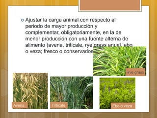  Ajustar la carga animal con respecto al
periodo de mayor producción y
complementar, obligatoriamente, en la de
menor producción con una fuente alterna de
alimento (avena, triticale, rye grass anual, ebo
o veza; fresco o conservados)
Avena Triticale Ebo o veza
Rye grass
 