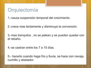 Orquiectomía
1.-causa suspensión temporal del crecimiento.
2.-crece mas lentamente y disminuye la conversión.
3.-mas tranquilos , no se pelean y se pueden quedar con
el rebaño.
4.-se castran entre los 7 a 15 días.
5.- hacerlo cuando haga frio y lluvia, se hace con navaja,
cuchillo y elastador.
 