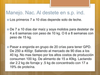 Manejo. Nac. Al destete en s.p. ind.
 Los primeros 7 a 10 días depende solo de leche.
 De 7 a 10 días dar maíz y soya molidos para destetar de
4 a 6 semanas con peso de 10 kg. O 6 a 8 semanas con
peso de 15 kg.
 Pasar a engorda en grupo de 20 crías para tener GPD.
De 250 a 400gr. Saliendo al mercado de 90 días a los
40 kg. No mas tiempo por los altos costos de producción
consumen 100 kg. De alimento de 15 a 40kg. Lactando
dar 2.2 kg de forraje y .5 kg de concentrado con 17 a
19% de proteína.
 