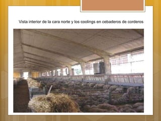 Vista interior de la cara norte y los coolings en cebaderos de corderos
 