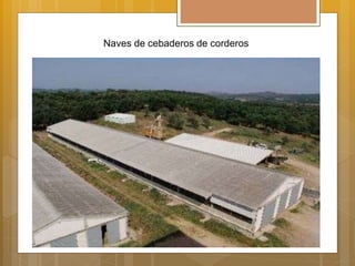 Naves de cebaderos de corderos
 