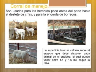 Corral de manejo.
Son usados para las hembras poco antes del parto hasta
el destete de crías, y para la engorda de borregos.
La superficie total se calcula sobre el
espacio que debe disponer cada
animal en el encierro, el cual puede
variar entre 1.4 y 1.6 m2 según la
raza.
 