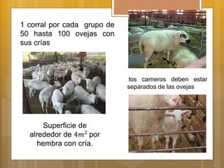 los carneros deben estar
separados de las ovejas
Superficie de
alrededor de 4𝑚2
por
hembra con cría.
1 corral por cada grupo de
50 hasta 100 ovejas con
sus crías
 