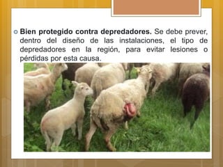  Bien protegido contra depredadores. Se debe prever,
dentro del diseño de las instalaciones, el tipo de
depredadores en la región, para evitar lesiones o
pérdidas por esta causa.
 