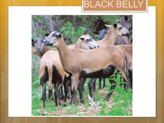 BLACK BELLY
 