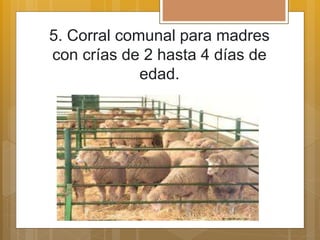 5. Corral comunal para madres
con crías de 2 hasta 4 días de
edad.
 