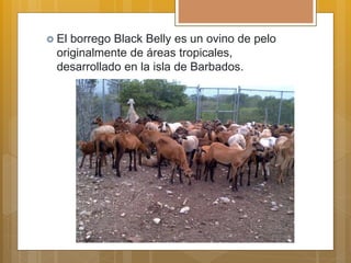 El borrego Black Belly es un ovino de pelo
originalmente de áreas tropicales,
desarrollado en la isla de Barbados.
 