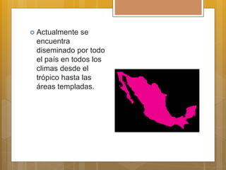  Actualmente se
encuentra
diseminado por todo
el país en todos los
climas desde el
trópico hasta las
áreas templadas.
 
