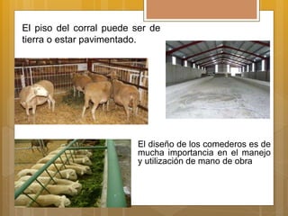 El piso del corral puede ser de
tierra o estar pavimentado.
El diseño de los comederos es de
mucha importancia en el manejo
y utilización de mano de obra
 
