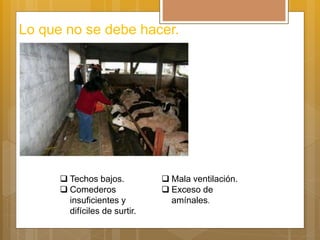 Lo que no se debe hacer.
 Techos bajos.
 Comederos
insuficientes y
difíciles de surtir.
 Mala ventilación.
 Exceso de
amínales.
 